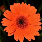 Vittime innocenti: 24 novembre